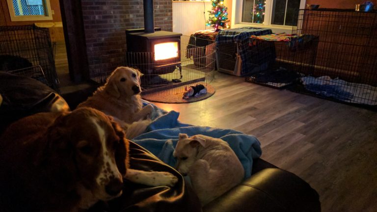 Overnight Care The Rustic Dog Co.